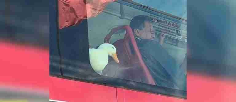 ¡Pato viajero! Inusual pasajero en Transmilenio es viral en redes sociales