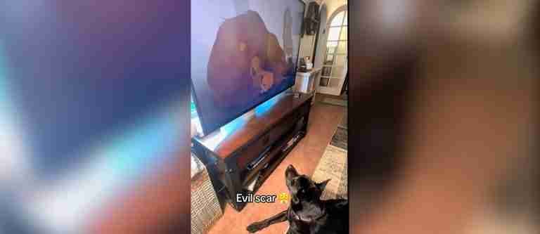 Perrito conmueve en redes sociales por llorar viendo El Rey León