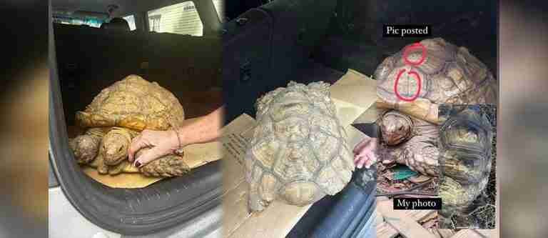 ¡La esperanza es lo último que se pierde! Tortuga se reunió con su dueña, luego de estar más de tres años desaparecida
