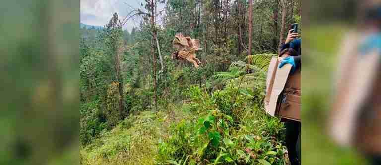 En áreas protegidas de Envigado fueron liberados 13 individuos de fauna silvestre