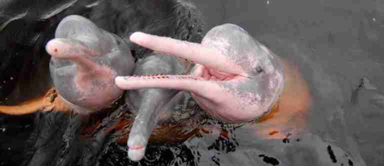 Colombia firmó Declaración Global para la protección de los delfines de río