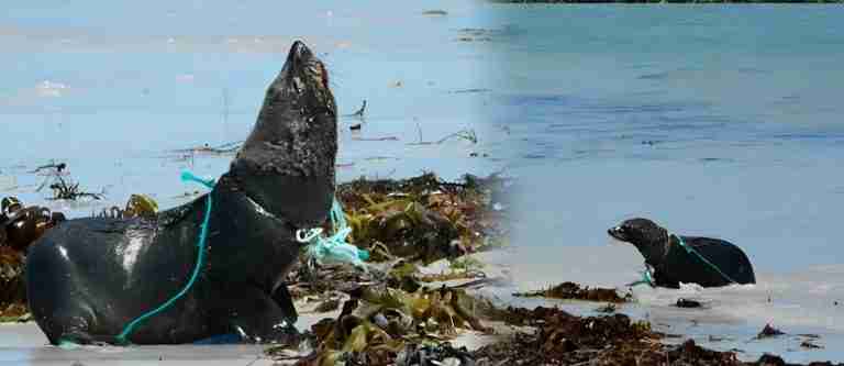 Autoridades liberaron a un lobo marino de una cuerda que tenía atada en su cuello