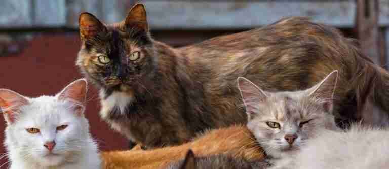 Autoridades rescataron a 1.000 gatos que iban a ser sacrificados en China