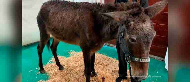 Hombre es condenado a 9 meses de prisión por maltrato animal en Caldas