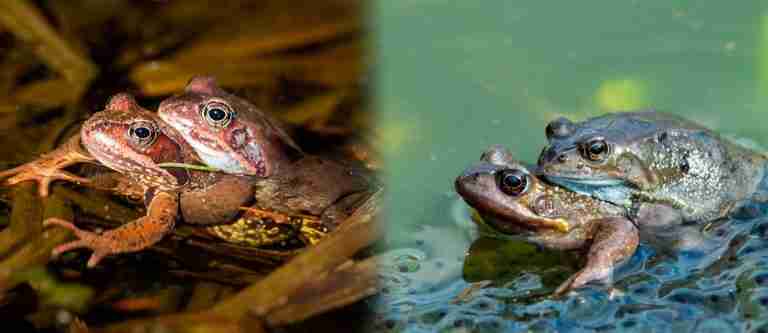 ¡Muy avispadas! Ranas hembras fingen su muerte para evitar aparearse 