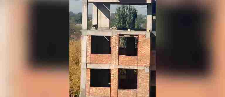 ¡Las siete vidas del perro! Perro sobrevive a caída de un quinto piso