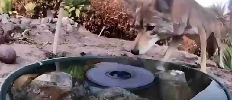 ¡Hermoso! Mujer instala una fuente en la parte trasera de su casa y descubre varias especies de animales