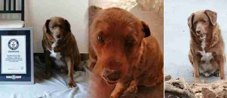 Falleció Bobi, el perro más viejo del mundo
