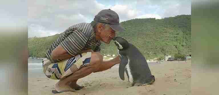 ¿Conoce la historia de Dindim? El pingüino que cada año visita al hombre que lo salvó 
