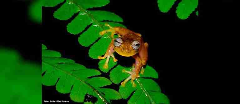 Colombia megadiverso: el país con más especies de anfibios amenazados