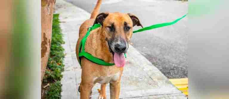 ¡Ayudemos a Scooby a encontrar un hogar amoroso!