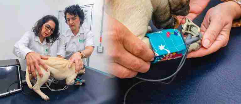 Crean primer perro robot en Colombia, con el cuerpo de un animal fallecido