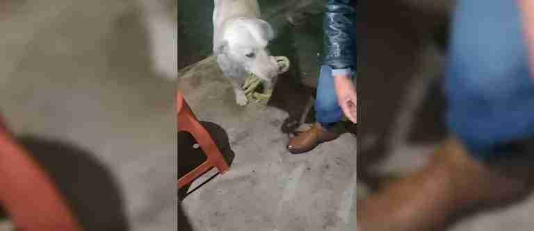 ¡Hermoso! Conozca a Oso, el perrito que cambia objetos por comida 