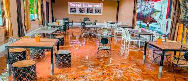 Sweet Fishs Café: un lugar donde los peces nadan entre los clientes