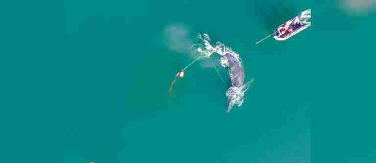 Rescatan una ballena jorobada enredada en una red de pesca 