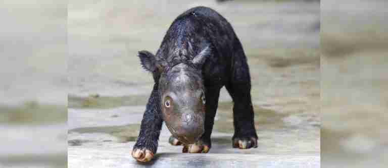 Indonesia celebra el nacimiento de un rinoceronte de Sumatra, especie en peligro de extinción