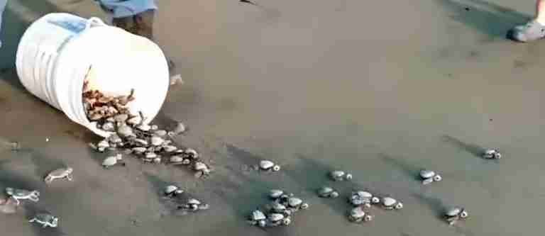 ¡Pura vida! En Costa Rica liberaron 446 tortugas marinas en peligro de extinción