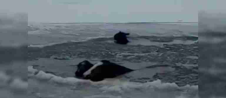 ¡Qué susto! Así fue el dramático rescate de caballos en Rusia tras caer en un lago congelado