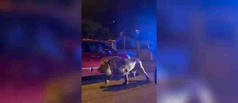 León se escapó de un circo y causó pánico en Ladispoli, Italia