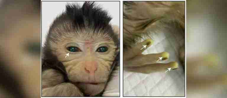 Nace el primer mono quimérico creado con células madre embrionarias de dos animales en China