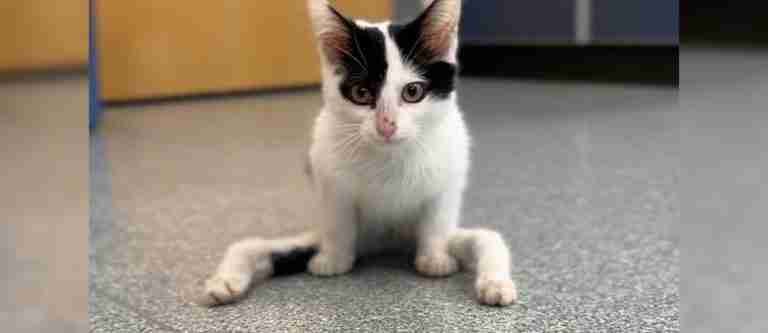 Gatito con malformación genética busca hogar amoroso en Boston, Massachusetts