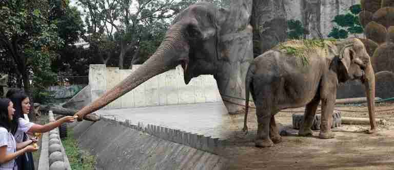 Falleció Mali, la elefanta más triste del mundo