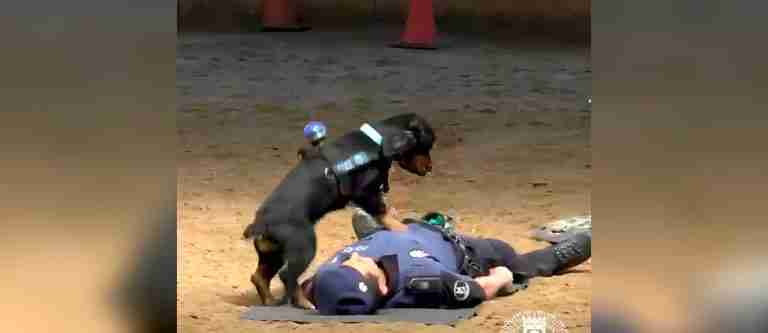 Conozca la historia de Poncho, el perro policía que sabe hacer reanimación cardiopulmonar