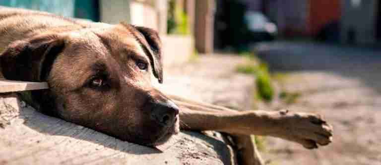 Jóvenes habrían drogado a un perrito en Chile 