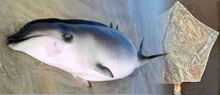¡Qué tristeza! Una ballena murió luego de ingerir un globo de plástico