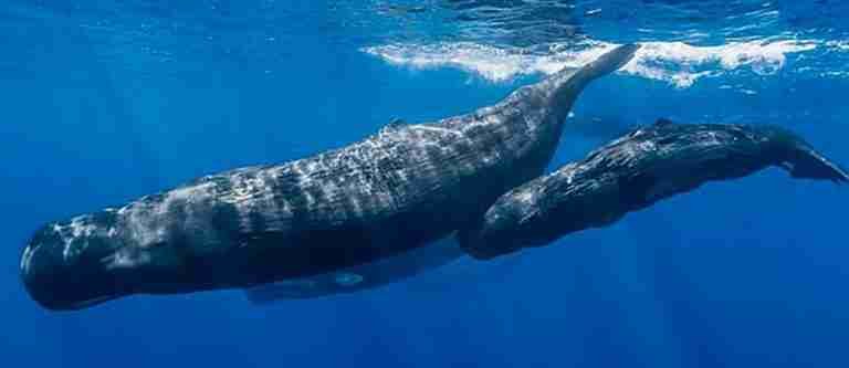 En Dominica se creará la primera reserva de cachalotes del mundo
