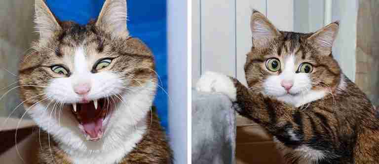 Según estudio, los gatos tienen más de 250 expresiones faciales