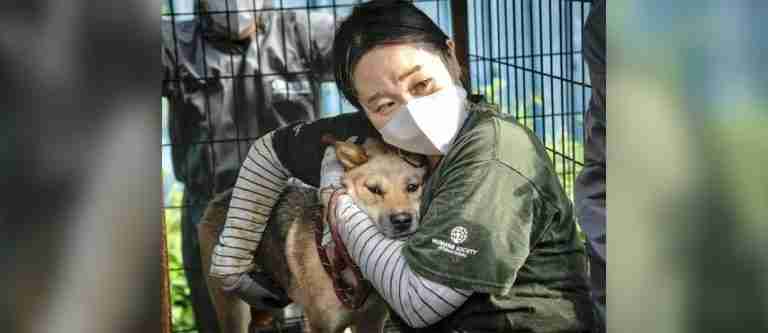 Avance significativo: Corea del Sur busca prohibir el consumo de carne de perro