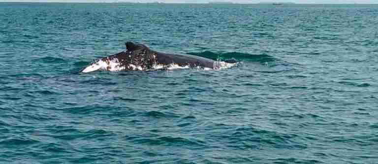 Avistan dos ballenas jorobadas en aguas del Golfo de Urabá