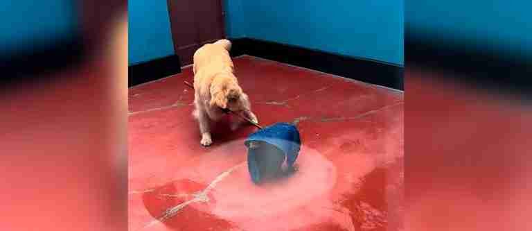 ¡Hermoso! Conozca el famoso perrito que limpia la casa mientras juega