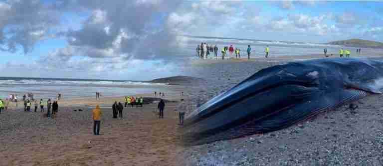 Ballena de aleta fue encontrada muerta en una playa de Reino Unido