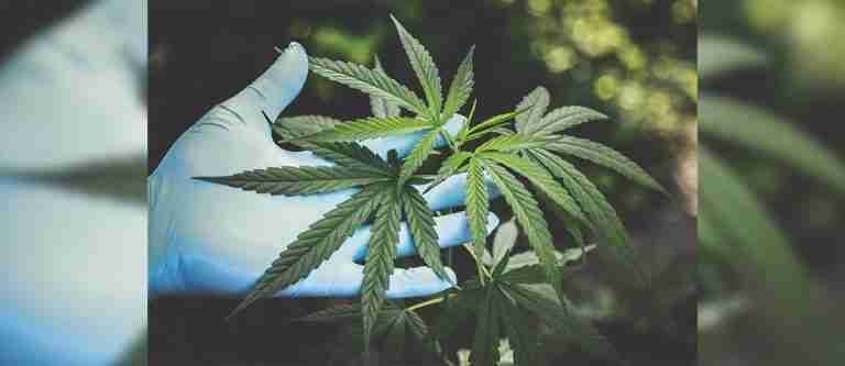 Cannabis uso Adulto. Aprobado en tercero, faltan cinco