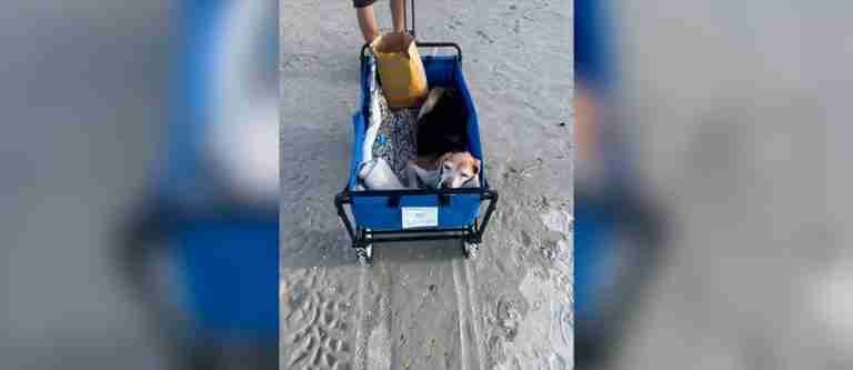 ¡El último adiós! Familia se despide de su perrito con un día en la playa