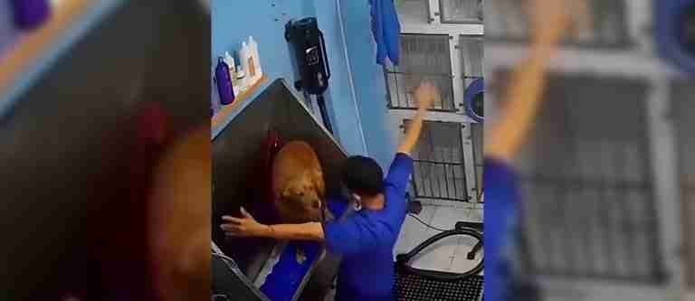 ¡Premio al empleado del mes! Hombre disfruta de un buen baile mientras baña a un perrito