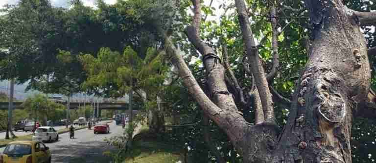 Este viernes EPM talará un árbol en la autopista Sur, le contamos por qué