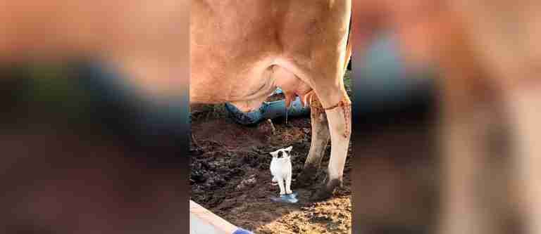 ¡Hermoso pero peligro! Gatico encuentra su propia fuente de leche