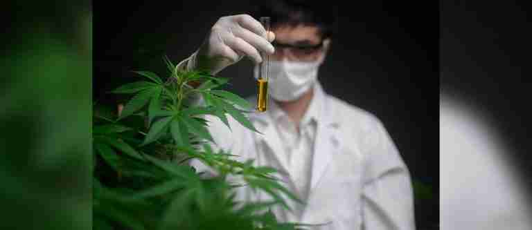 Licencias de fabricación de derivados de cannabis se realizan en la plataforma MICC
