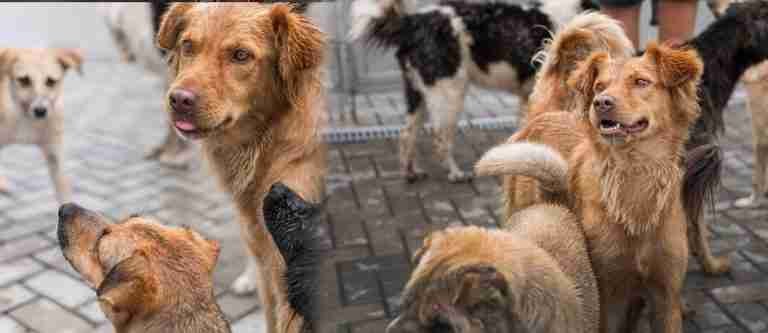 Bután, el primer país del mundo en esterilizar el 100% de perros callejeros