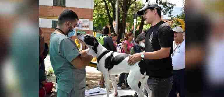 ¡Qué bien! 5.000 animales de compañía serán esterilizados en Medellín