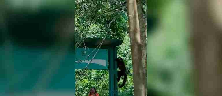 Monos roban bocadillos a turistas en el Parque Nacional de Iguazú, Argentina