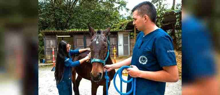 En lo corrido del año, 240 especies mayores han sido atendidas en Medellín con programas de bienestar animal
