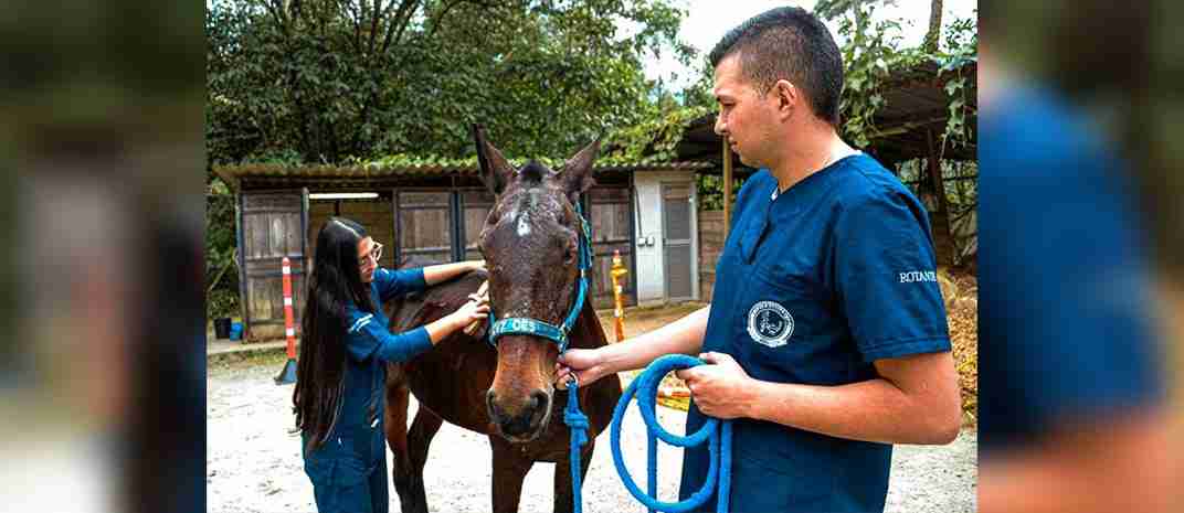En lo corrido del año, 240 especies mayores han sido atendidas en Medellín con programas de bienestar animal
