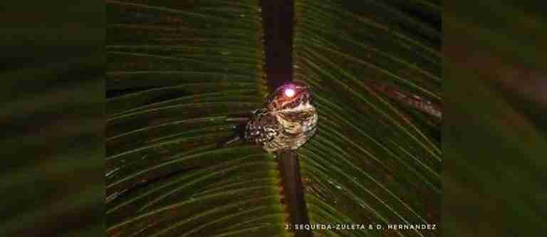 Una más a la lista: Nueva especie de ave fue registrada en Colombia