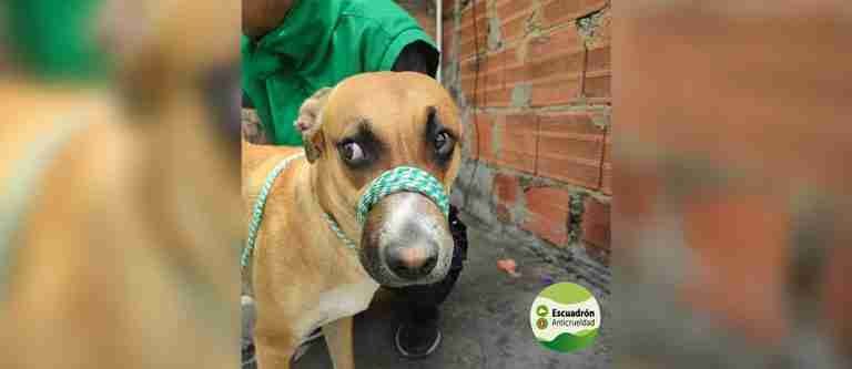 En Bogotá rescatan a perrita criolla que era golpeada por su dueño con ladrillos