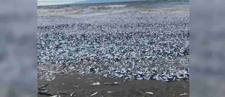 Alerta en Japón por la muerte de miles de peces en la costa de Hakodate