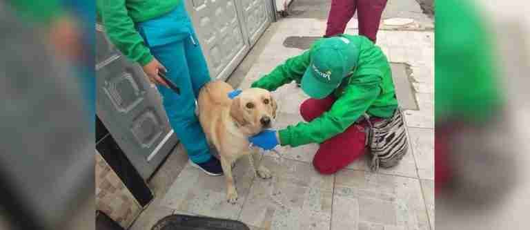 Investigan la muerte de Limonar, el perro que prestaba servicios en el aeropuerto El Dorado